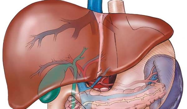 Bolile ficatului - hepatitele, ciroza